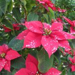 Nochebuena: Herencia de México a EU y de ahí a todo el mundo