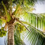 Guerrero ocupa el primer lugar nacional en producción de coco; las palmeras fueron traídas de Filipinas en el siglo XIX