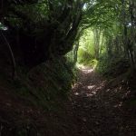 Bocote, una de las maderas más bellas y caras en el mundo