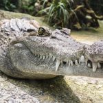 Como los egipcios, los ancestros de México adoraban al cocodrilo