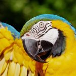 Para los mayas, el dios Sol y la Luna, eran representados por la colorida guacamaya