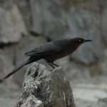 El enigma de los zanates: No son cuervos, pero sí son aves inteligentes que recuerdan lugares