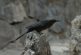 El enigma de los zanates: No son cuervos, pero sí son aves inteligentes que recuerdan lugares