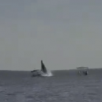 Ballena cae sobre embarcación; reportan dos heridos (videos)