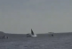 Ballena cae sobre embarcación; reportan dos heridos (videos)