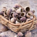 Breve historia del narco: Un chino trajo el opio a Sinaloa  