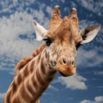 Algunas curiosidades de las jirafas, los animales terrestres más altos del planeta