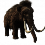 Hallan momia de bebé mamut lanudo en Canadá