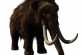 Hallan momia de bebé mamut lanudo en Canadá