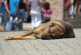 Plantean crear el Registro Nacional de Personas Agresoras de Animales