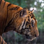 Tigre de Bengala se 'escapa de casa' y deambula por calles de Tecuala, en Nayarit