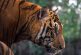 Tigre de Bengala se 'escapa de casa' y deambula por calles de Tecuala, en Nayarit