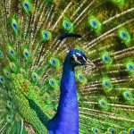 Los pavos reales no sólo refieren hermosas plumas decorativas; son cultura, arte, tradición y mitología