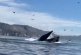 En buen estado de salud, mujeres que fueron devoradas por ballena (video)