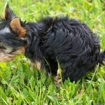 CDMX: Ordenan colocar contenedores para desechos de mascotas en parques públicos de las alcaldías