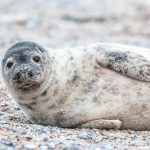 Buscan prohibir el uso de ejemplares mamíferos marinos en espectáculos fijos