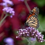 Reforestan la principal reserva de la mariposa monarca