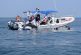 Liberan a delfín tras salvarle la vida en el Aquarium del Puerto de Veracruz