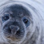 Avalan reformas que prohíben uso de mamíferos marinos en espectáculos fijos o itinerantes