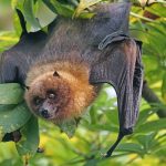 Oaxaca: Reportan tres casos de rabia en menores por mordida de murciélago