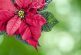 La tradicional flor mexicana de Nochebuena; los derechos le pertenecen a un estadounidense