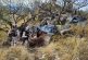 Elementos de Sedena destruyen narco campamentos en el desierto de Sonora 
