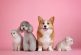 Buscan apoyar contribuyentes dedicados a la protección de animales