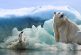 El oso polar, puede comer del 15 al 20% de su propio peso corporal y nadar a un ritmo de 9.6 km por hora
