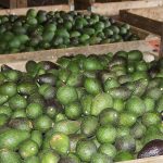 Previo al Super Bowl, denuncian producción de aguacate en México ante TMEC
