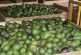 Previo al Super Bowl, denuncian producción de aguacate en México ante TMEC