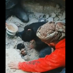Sirios usan sus manos para cavar y rescatar a personas y mascotas atrapadas bajo los escombros (videos)