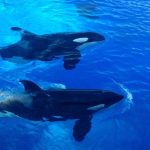 Acusan a dos orcas de asesinar a 20 tiburones en África