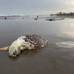 Aparecen tortugas muertas en playa de Coatzacoalcos