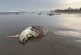 Aparecen tortugas muertas en playa de Coatzacoalcos