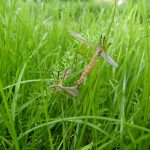 Pide IMSS Veracruz a la población, reforzar las medidas de prevención para disminuir el riesgo de contagio de dengue