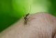 Piden no bajar la guardia ante dengue; la enfermedad transmitida por el mosco 'Aedes Aegypti' está presente durante todo el año