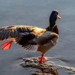 AMLO ya es un 'lame duck' o 'pato cojo' 