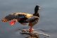 AMLO ya es un 'lame duck' o 'pato cojo' 