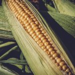 México importa alrededor de 17 millones de toneladas de maíz amarillo transgénico a EU: Investigador