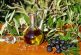 Beneficios del aceite de oliva para la salud; el ácido oleico, su principal componente
