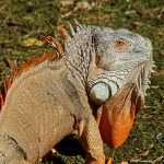 ¿De qué lado masca la iguana en Movimiento Ciudadano? (video)