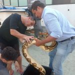 Rescatan pitón de 4 metros de longitud y 23 Kg. de peso, en Boca del Rio, Veracruz