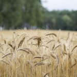 Bulgaria y Rumanía: Gran oposición al trigo ucraniano