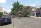 Cae árbol de unos 15 metros de altura sobre vehículos en Iztapalapa; no se reportan heridos