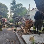 CDMX: Cae árbol en las calles de Acayucan y Bajío, en la colonia Roma Sur