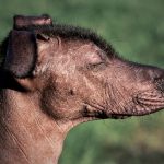 Proponen declarar el 1 de mayo como 'Día Nacional del Xoloitzcuintle'