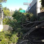 Bomberos CDMX retiran árbol que se desprendió en Constituyentes, colonia Lomas Altas