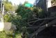 Bomberos CDMX retiran árbol que se desprendió en Constituyentes, colonia Lomas Altas
