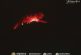 Esta madrugada, la actividad del Volcán Popocatépetl se volvió a intensificar (videos)