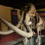 El mamut de Ecatepec regresó a casa, en renovado espacio museográfico